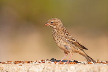 Fototapeta premium Ortolan Bunting, Emberiza hortulana on a concrete floor.