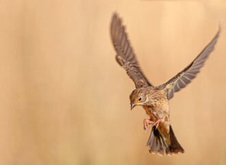 The bird that flies in the air. Female Ortolan Bunting, Emberiza hortulana. Brown background.