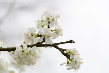 spring blossom on a branch of a fruit tree in closeup