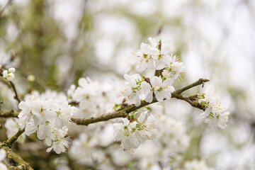 blossom on a brench of a fruit tree in spring in closeup