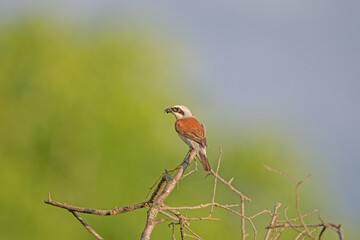 Red backed Shrike, Lanius collurio, on the branch. Yellow background.