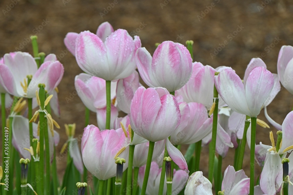 Poster tulip flowers wet in the rain. seasonal background material of spring flowers.