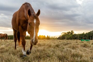Horse in the field at sunset - obrazy, fototapety, plakaty