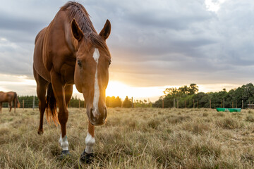 Chestnut horse in the field