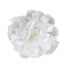 Beautiful Delicate White Peony flower isolated on a transparent background. Object with clipping mask for design.