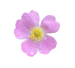 Fototapeta na wymiar Pink Rosehip flower with waterdrops isolated on transparent background close up. Natural Object with clipping mask.