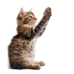 Cat giving high five isolated on white
