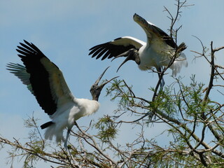 Wood Storks