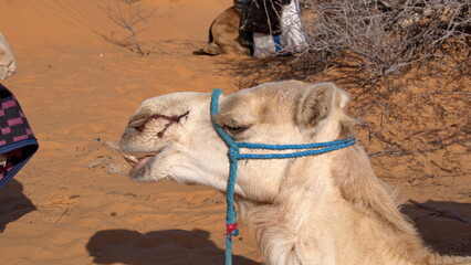 Close up of a dromedary camel (Camelus dromedarius) wearing a blue halter in the Sahara Desert,...
