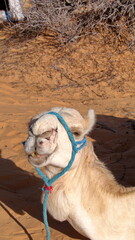 Close up of a dromedary camel (Camelus dromedarius) wearing a blue halter in the Sahara Desert,...