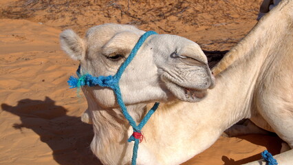 Close up of a dromedary camel (Camelus dromedarius) wearing a blue halter in the Sahara Desert,...