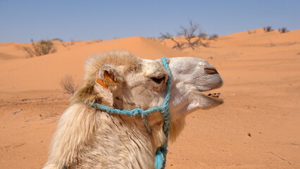 Close up of a dromedary camel (Camelus dromedarius) wearing a blue halter in the Sahara Desert,...