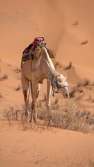 Dromedary camel (Camelus dromedarius) wearing a saddle, grazing on a bush in the Sahara Desert,...