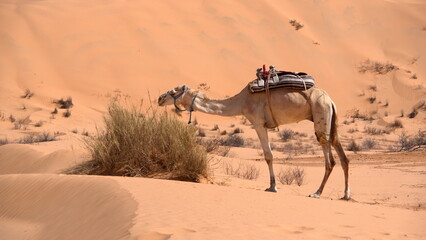 Dromedary camel (Camelus dromedarius) wearing a saddle, grazing on a bush in the Sahara Desert,...