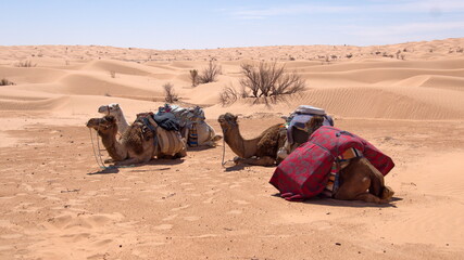 Fototapeta premium Dromedary camels (Camelus dromedarius) with saddles for a camel trek in a camp in the Sahara Desert, outside of Douz, Tunisia