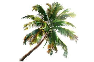 Fototapeta na wymiar palm tree this png file on transparent background