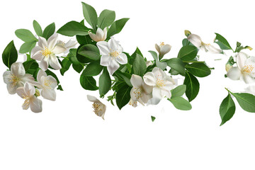 lily of the valley this png file on transparent background