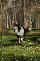 Black Tricolor Rough Collie walks in spring park on sunny day and poses. Funny Scottish Collie dog, Long-haired English Collie stays in nature. Full length portrait of pet outdoor.