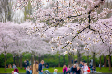 Selective focus of white pink Cherry Blossom or Sakura full bloom in the garden during the spring...