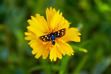 Butterfly on yellow coreopsis in summer garden closeup