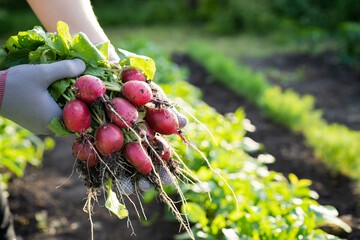 Close-up, organic fresh vegetables. The farmer has a fresh radish in his hands. Local food.