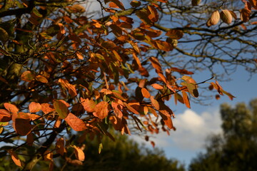 Ein Hauch von Herbst