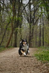 Naklejka na ściany i meble Happy Tricolor Rough Collie runs with crazy funny face in spring park. Black Scottish Collie dog, Long-haired English Collie in nature on dirt footpath in forest. Front view pet Portrait in motion.