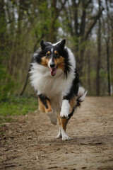 Happy Tricolor Rough Collie runs with crazy funny face in spring park. Black Scottish Collie dog, Long-haired English Collie in nature on dirt footpath in forest. Front view pet Portrait in motion.