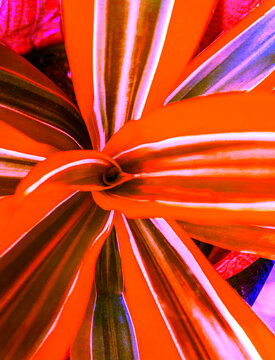 Orange Leaves