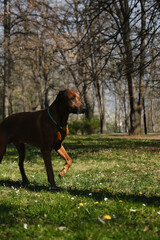 One dog on a walk in a spring park on a sunny day walking among wild flowers. Rhodesian Ridgeback stays alone outside.