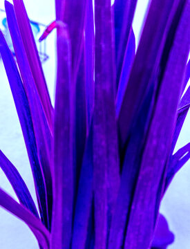 Purple Agave Leaves