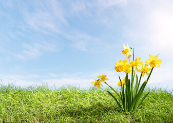 Narcissus flower in spring grass with sky - 769156573