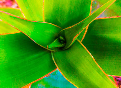 Agave Close Up