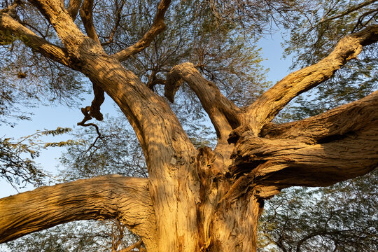 Tree of life in the decert of Manama Bahrain