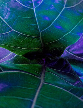 Abstract Fiddle Leaf