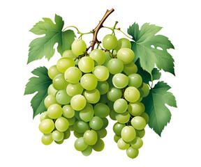 Obraz premium Illustration of grapes with transparent background png