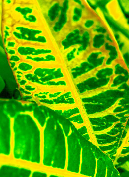 leaf background