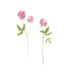 Watecolor wildflowers delicate spring flowers - hand drawn illustration set of two on white background, isolated. 