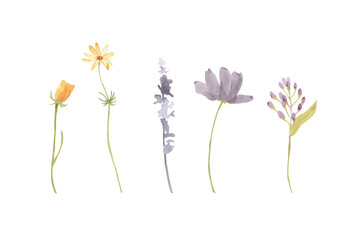 Watercolor spring wildflowers - hand drawn illustration set. Floral clipart. Flowers isolated. 