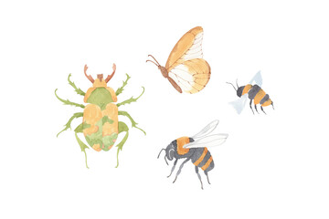 Watercolor set of spring insects - hand drawn illustration of bug, butterfly, bee. Isolated on white background. Wildflowers.