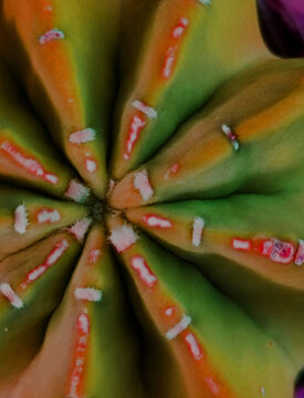 Close Up Barrel Cactus