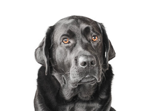 Labrador retriever portrait. Black dog adult isolate.