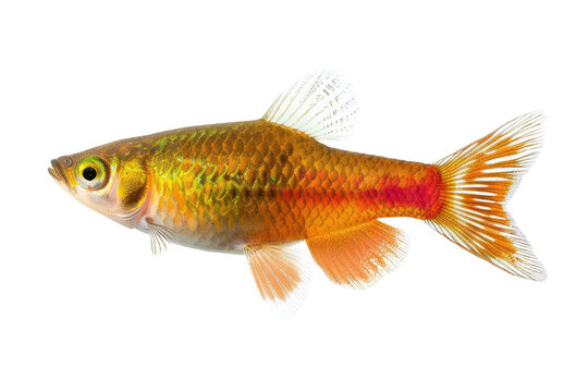 platy fish, cutout, png isolated transparent background