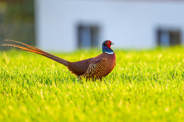 Fasan in einer Wiese