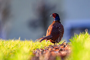 Fasan in einer Wiese