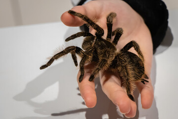 Duży, piękny, kolorowy pająk tarantula na dłoni - obrazy, fototapety, plakaty
