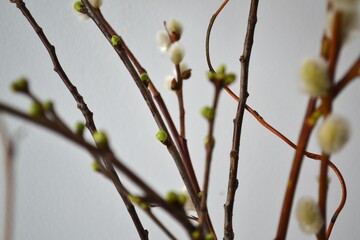 branches with catkins