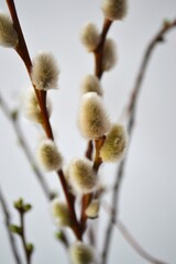 willow branches with catkins