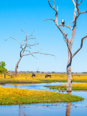 An African fish eagle sits atop a tree against a clear blue sky in Chobe National Park, overlooking a landscape dotted with grazing elephants near water. Botswana