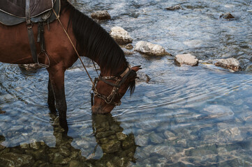 horse stallion drinks water from a clear river stream in summer
